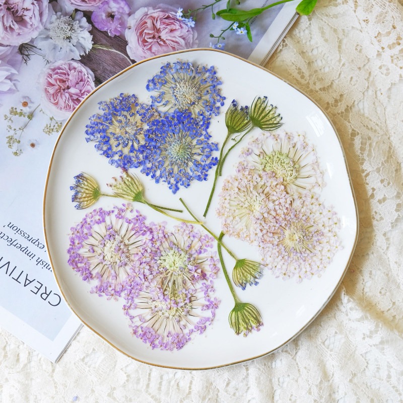 Dried Flower Pressed - ดอกไม้ไข่มุกมรกตอัดแห้งธรรมชาติ 12 ชิ้น สำหรับงานฝีมือ DIY, เคสโทรศัพท์,