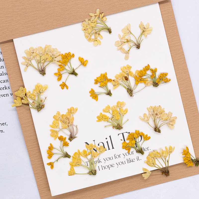 Dried Flower Pressed - 24 ชิ้น, ดอกไม้แห้งธรรมชาติแท้สำหรับงาน DIY วัสดุตกแต่งเรซิน ที่คั่นหนังสือ