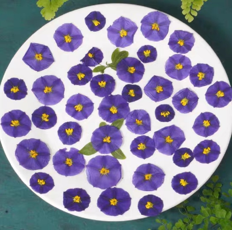Dried Flower Pressed - 100Pcs ทับแห้ง Lycianthes Rantonnetii ขมดอกไม้ Herbarium