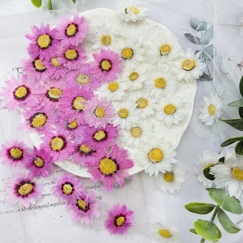 Dried Flower Pressed - 24Pcs/2-4ซม.,Natural Pressed กลีบดอกไม้,ดอกไม้แห้งจริง Daisy DIY Craft