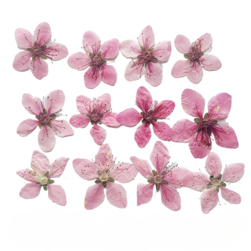 Dried Flower Pressed - 12 ชิ้น, ดอกพีชธรรมชาติอัดแห้งสำหรับ DIY พัด/กรอบรูป/เคสมือถือ/เครื่องประดับอีพ็อกซี่/แต่งหน้าด้วยกลีบดอกไม้, อุปกรณ์งานฝีมือดอกไม้