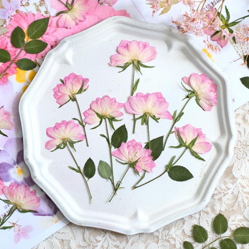 Dried Flower Pressed - 12 ชิ้น, ดอกไม้แห้งอัดแท้สำหรับตกแต่งเคสโทรศัพท์ DIY, กุหลาบสีชมพู, อุปกรณ์งานฝีมือเรซิน