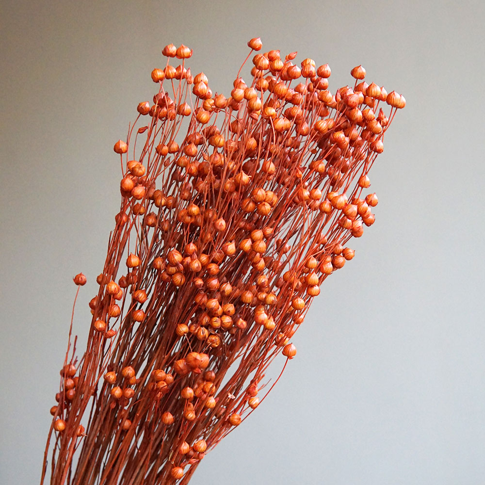 ดอกออร์โมเซีย โฮเซีย แห้ง 35 ก - Dried Flower Pressed บทวิจารณ์และราคา