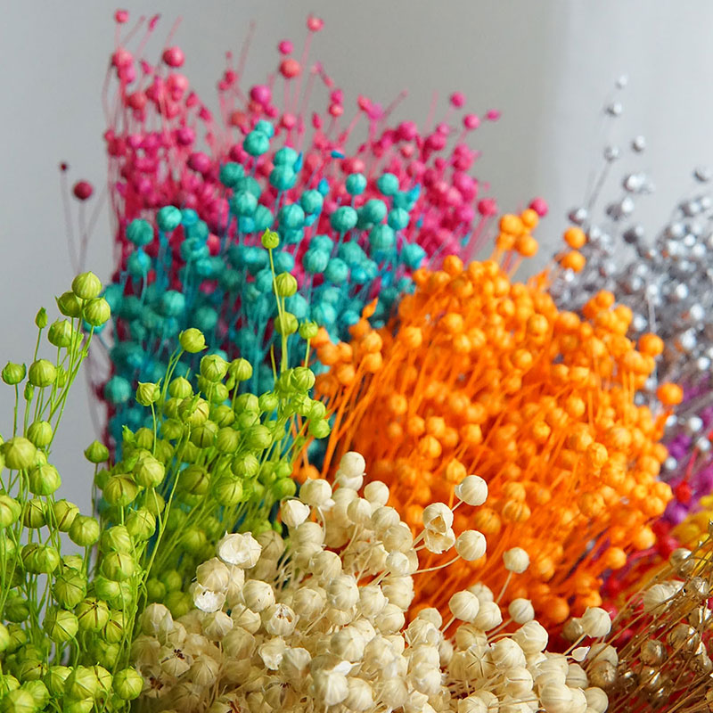 ดอกออร์โมเซีย โฮเซีย แห้ง 35 ก - Dried Flower Pressed บทวิจารณ์และราคา