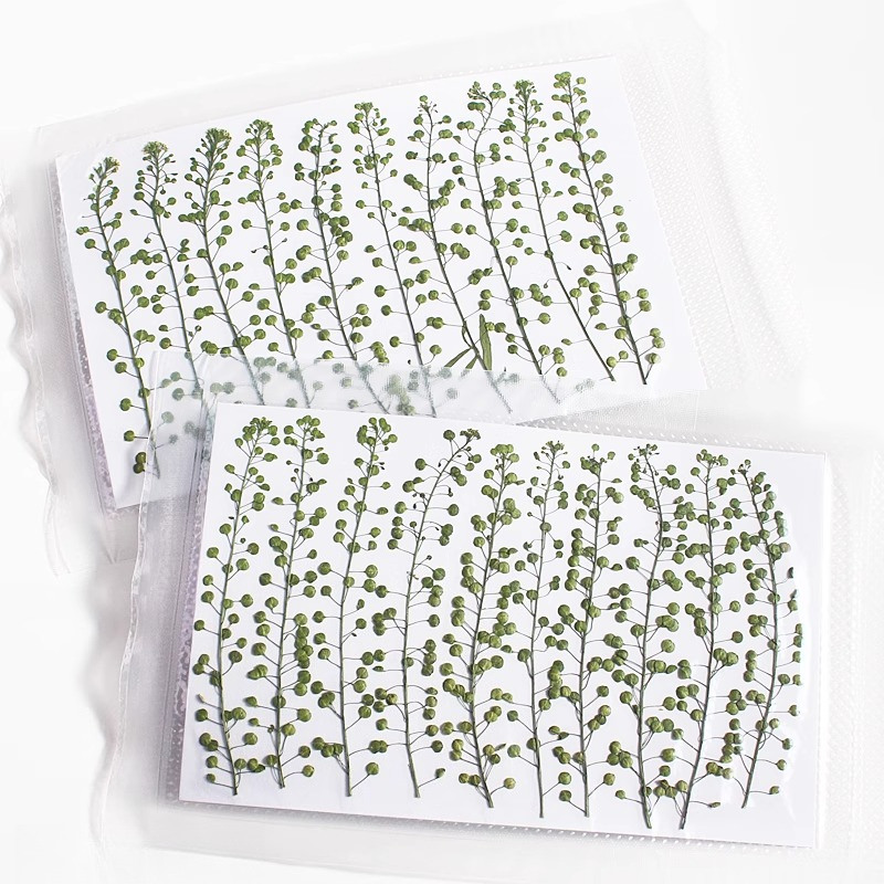 ดอกหญ้ากรีนเบลล์สีธรรมชาติ แห้ - Dried Flower Pressed บทวิจารณ์และราคา
