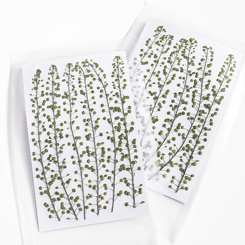 ดอกหญ้ากรีนเบลล์สีธรรมชาติ แห้ - Dried Flower Pressed บทวิจารณ์และราคา