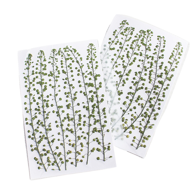 ดอกหญ้ากรีนเบลล์สีธรรมชาติ แห้ - Dried Flower Pressed บทวิจารณ์และราคา