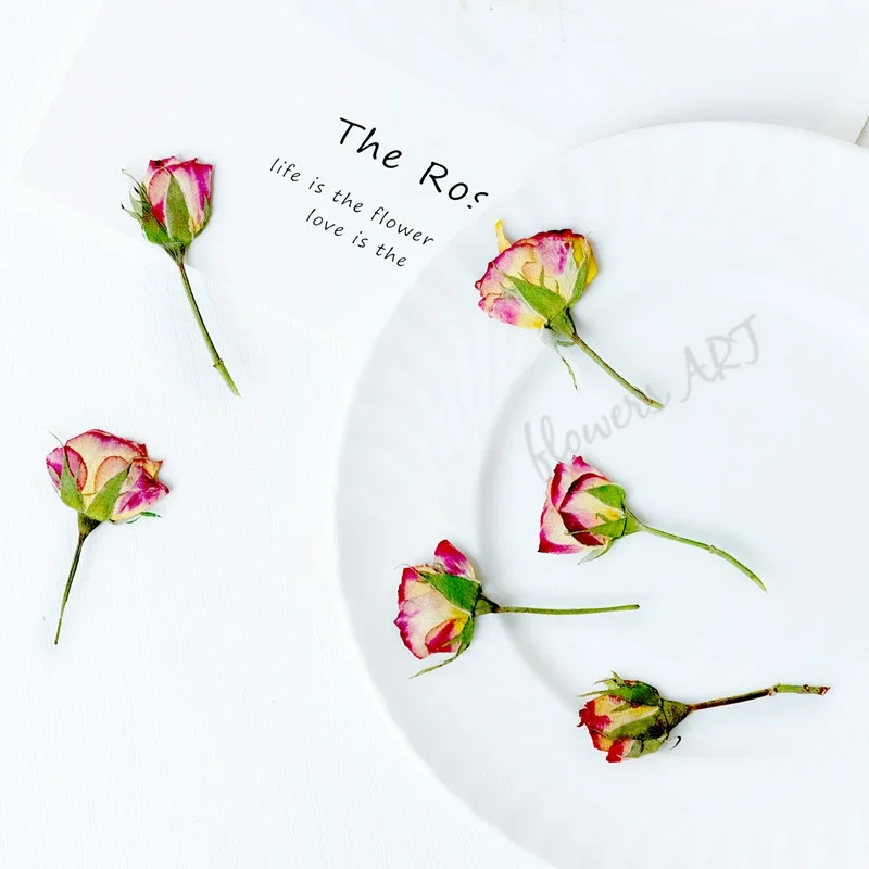 กลีบดอกกุหลาบอัดแห้ง DIY กรอบร - Dried Flower Pressed บทวิจารณ์และราคา