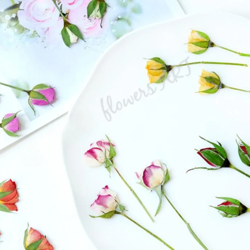 กลีบดอกกุหลาบอัดแห้ง DIY กรอบร - Dried Flower Pressed บทวิจารณ์และราคา