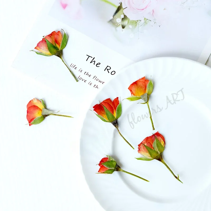 กลีบดอกกุหลาบอัดแห้ง DIY กรอบร - Dried Flower Pressed บทวิจารณ์และราคา