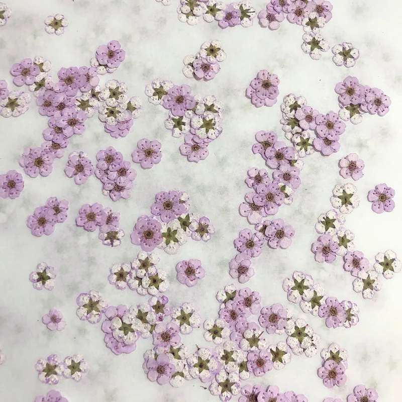ดอกนาร์ซิสซัสแห้งขนาดเล็ก ดอกพ - Dried Flower Pressed บทวิจารณ์และราคา