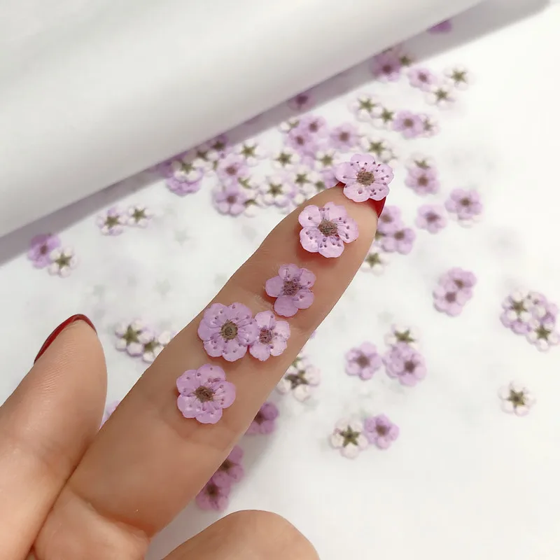 ดอกนาร์ซิสซัสแห้งขนาดเล็ก ดอกพ - Dried Flower Pressed บทวิจารณ์และราคา