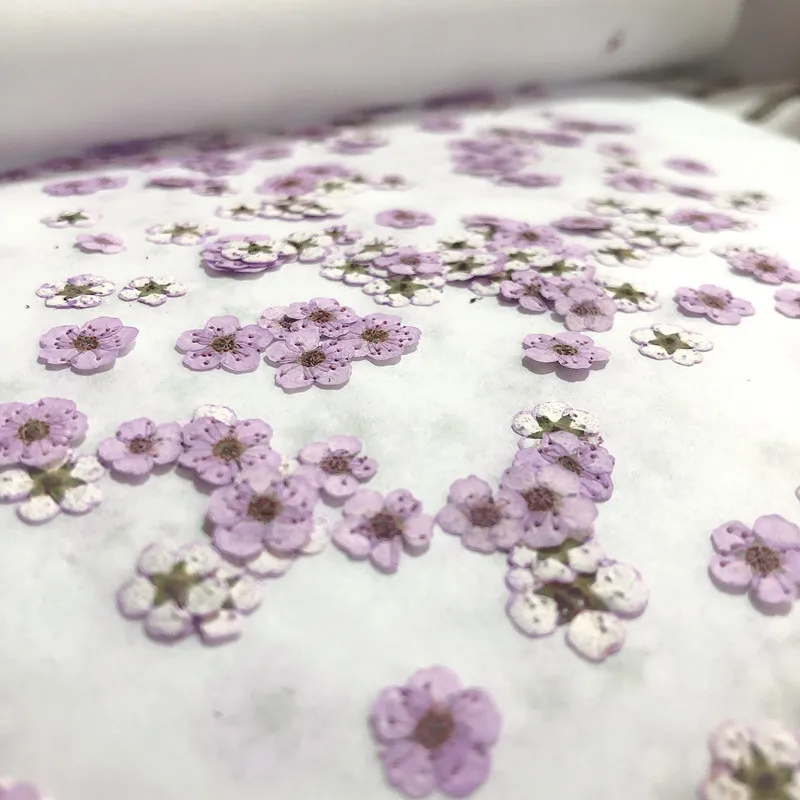 ดอกนาร์ซิสซัสแห้งขนาดเล็ก ดอกพ - Dried Flower Pressed บทวิจารณ์และราคา