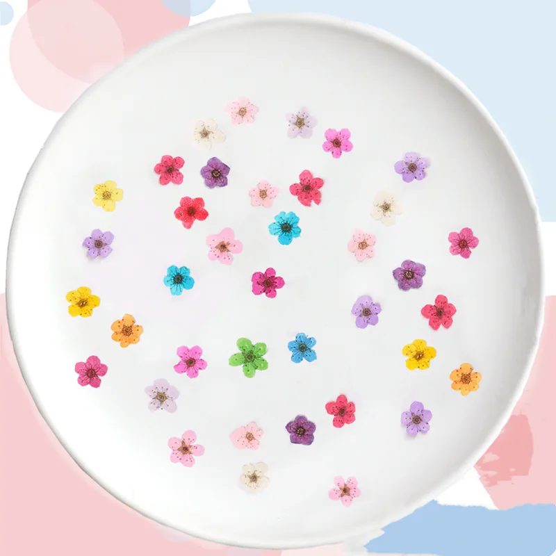 ดอกนาร์ซิสซัสแห้งขนาดเล็ก ดอกพ - Dried Flower Pressed บทวิจารณ์และราคา