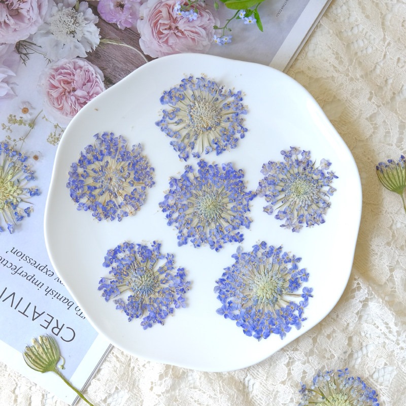 ดอกไม้ไข่มุกมรกตอัดแห้งธรรมชาต - Dried Flower Pressed บทวิจารณ์และราคา