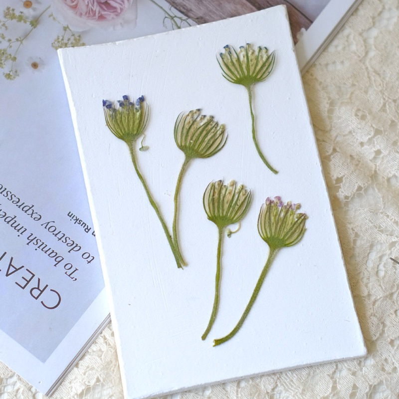 ดอกไม้ไข่มุกมรกตอัดแห้งธรรมชาต - Dried Flower Pressed บทวิจารณ์และราคา