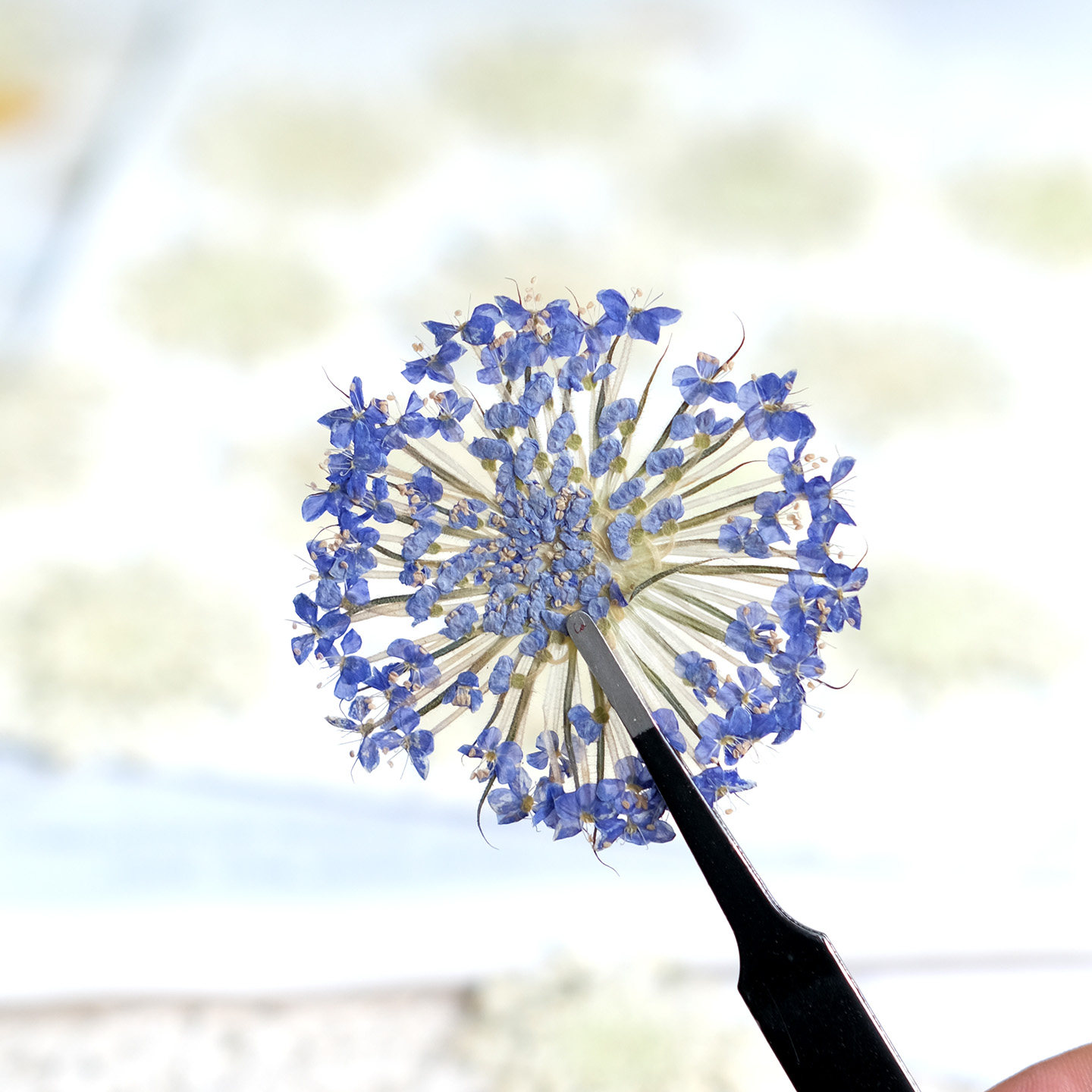 ดอกไม้ไข่มุกมรกตอัดแห้งธรรมชาต - Dried Flower Pressed บทวิจารณ์และราคา