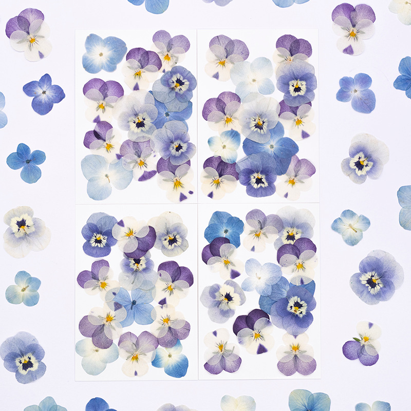 ดอกไวโอล่าคอร์นูต้าแห้ง 12 ชิ้ - Dried Flower Pressed บทวิจารณ์และราคา