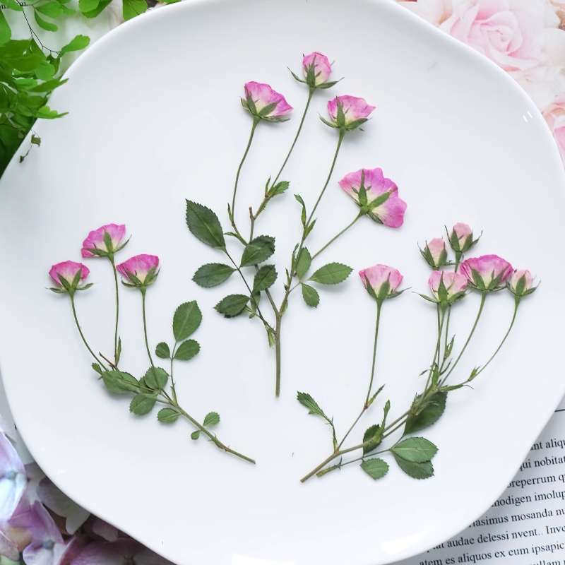 ดอกกุหลาบสีชมพูอ่อนอัดแห้ง 12  - Dried Flower Pressed บทวิจารณ์และราคา