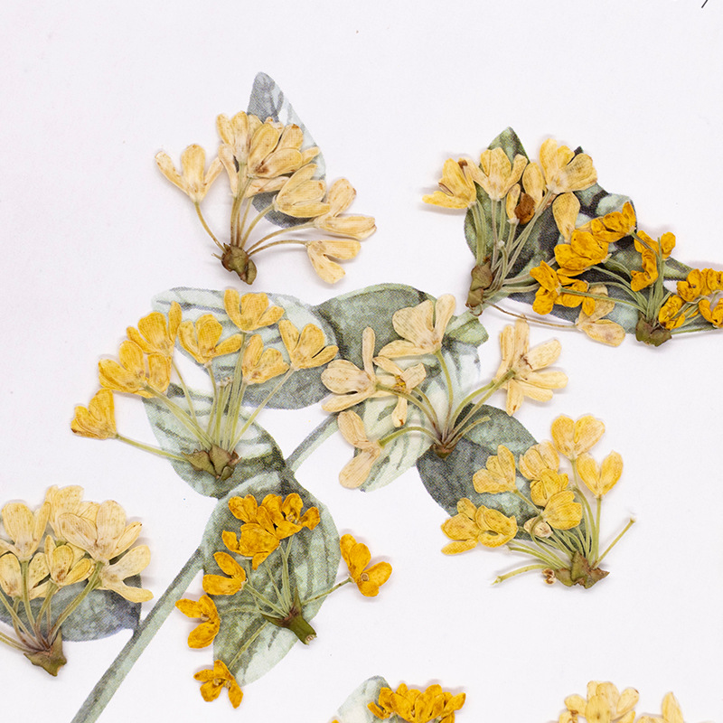 24 ชิ้น, ดอกไม้แห้งธรรมชาติแท้ - Dried Flower Pressed บทวิจารณ์และราคา