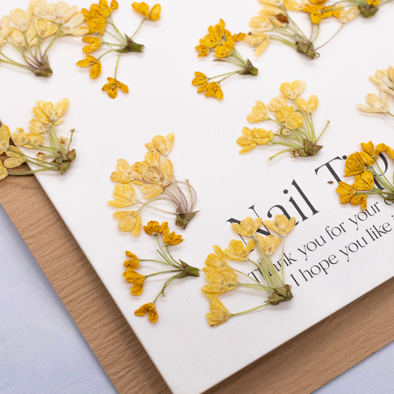 24 ชิ้น, ดอกไม้แห้งธรรมชาติแท้ - Dried Flower Pressed บทวิจารณ์และราคา