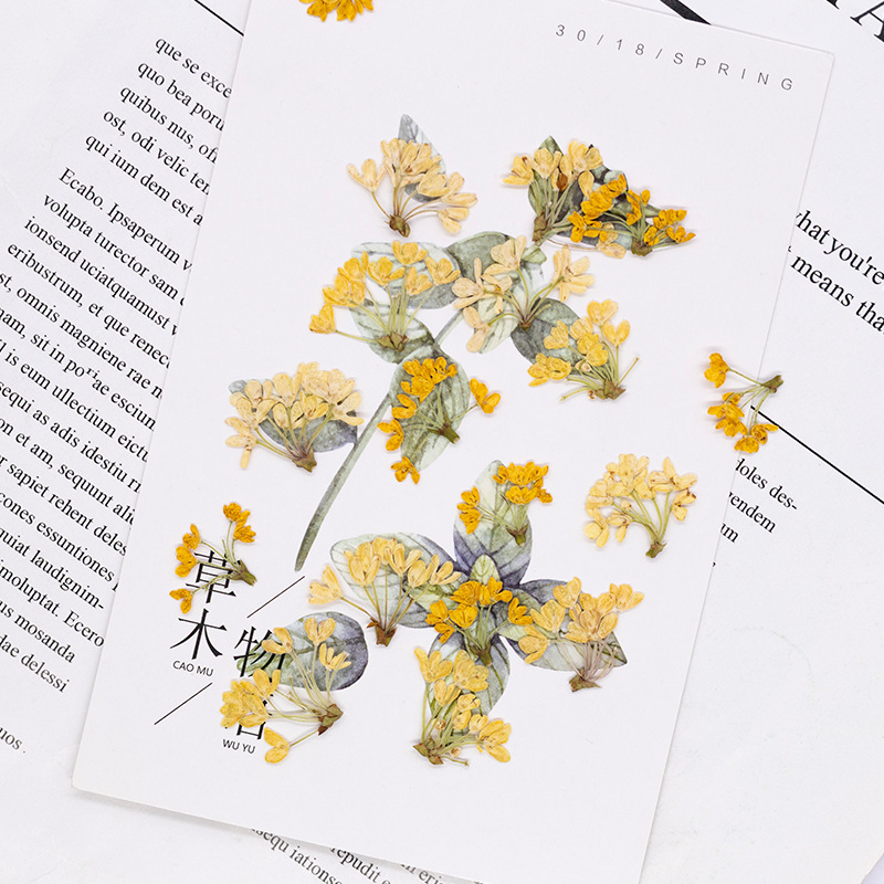 24 ชิ้น, ดอกไม้แห้งธรรมชาติแท้ - Dried Flower Pressed บทวิจารณ์และราคา