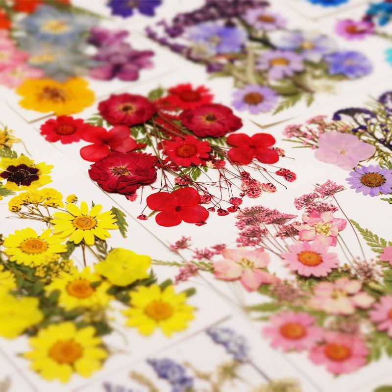 ดอกไม้แห้งธรรมชาติแท้สำหรับงาน - Dried Flower Pressed บทวิจารณ์และราคา