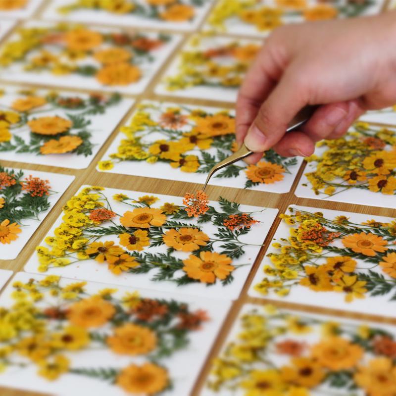 ดอกไม้แห้งธรรมชาติแท้สำหรับงาน - Dried Flower Pressed บทวิจารณ์และราคา