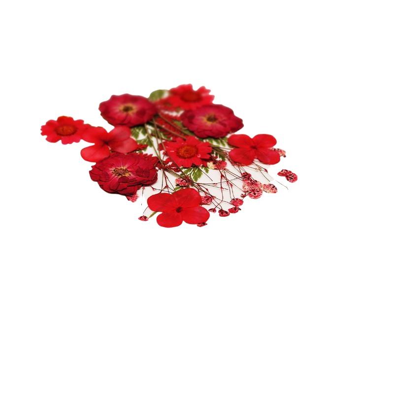 ดอกไม้แห้งธรรมชาติแท้สำหรับงาน - Dried Flower Pressed บทวิจารณ์และราคา