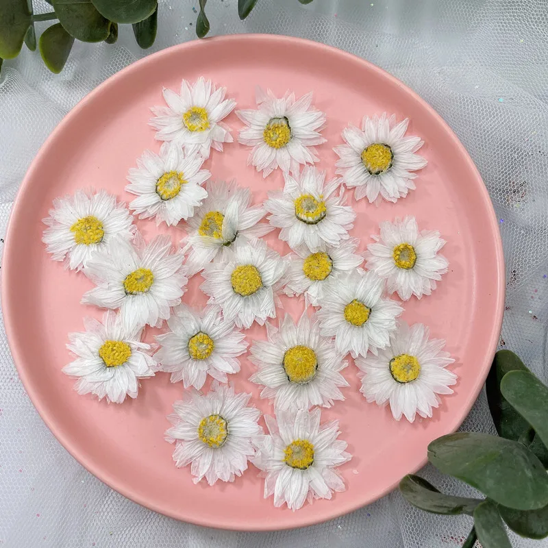 24Pcs/2-4ซม.,Natural Pressed ก - Dried Flower Pressed บทวิจารณ์และราคา