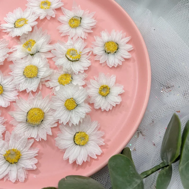 24Pcs/2-4ซม.,Natural Pressed ก - Dried Flower Pressed บทวิจารณ์และราคา