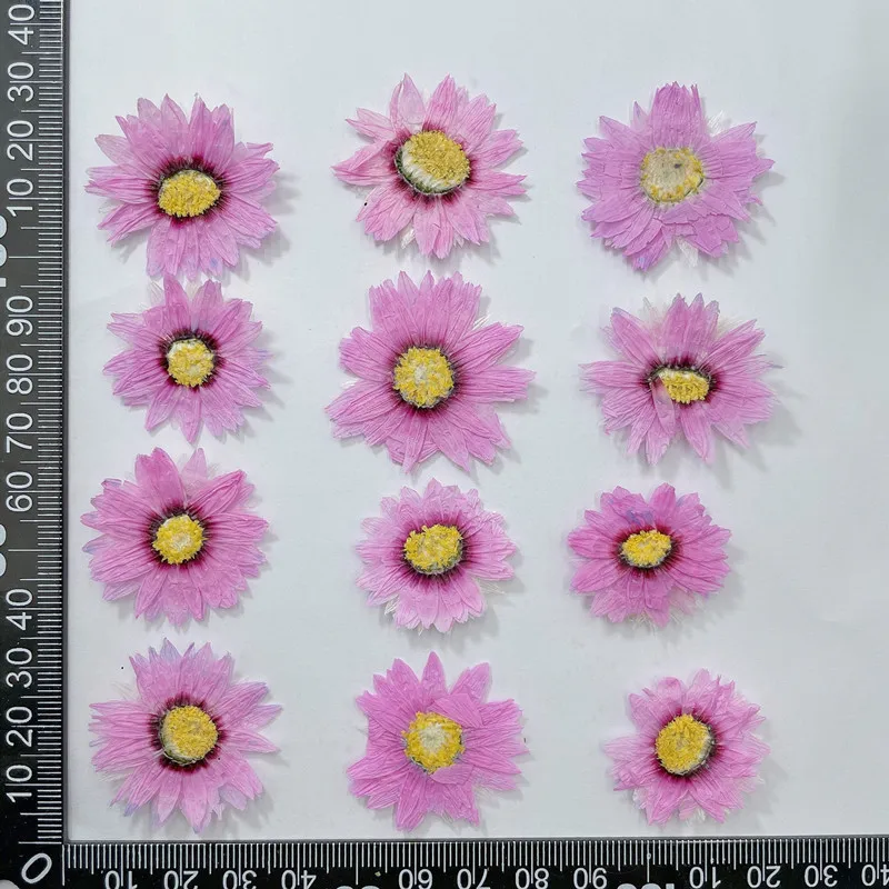 24Pcs/2-4ซม.,Natural Pressed ก - Dried Flower Pressed บทวิจารณ์และราคา