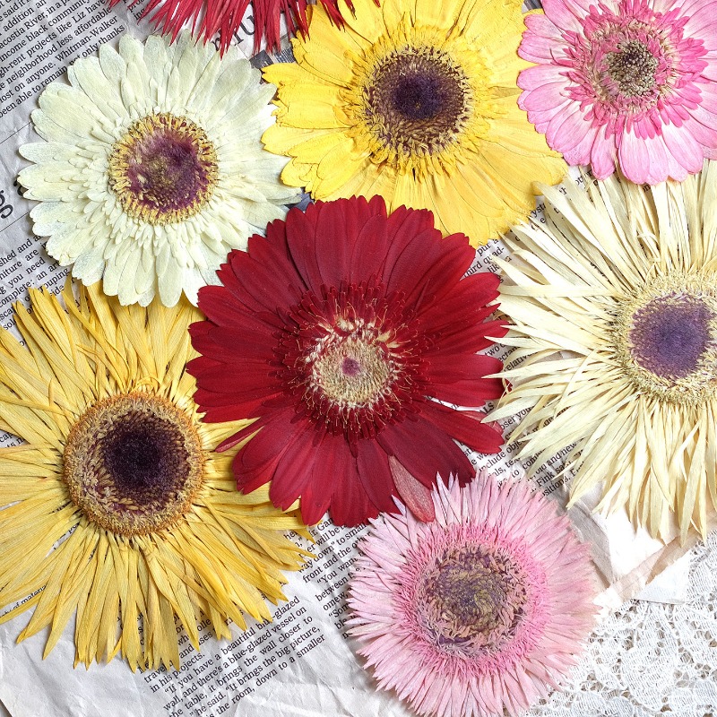 ดอกเกอร์เบอร์ร่าแห้ง 1 ชิ้น/7- - Dried Flower Pressed บทวิจารณ์และราคา