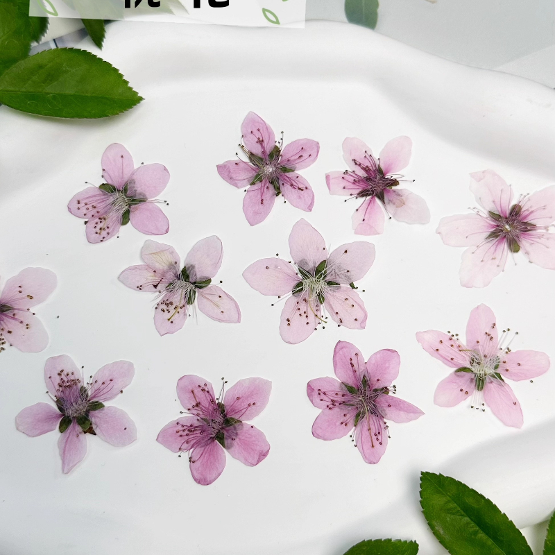 12 ชิ้น, ดอกพีชธรรมชาติอัดแห้ง - Dried Flower Pressed บทวิจารณ์และราคา
