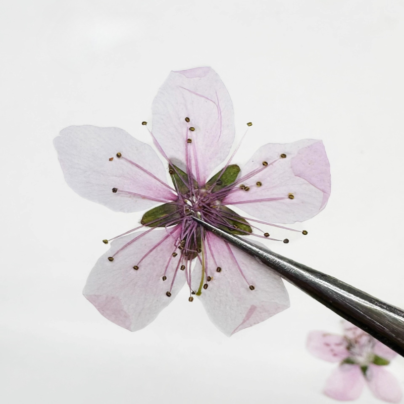 12 ชิ้น, ดอกพีชธรรมชาติอัดแห้ง - Dried Flower Pressed บทวิจารณ์และราคา