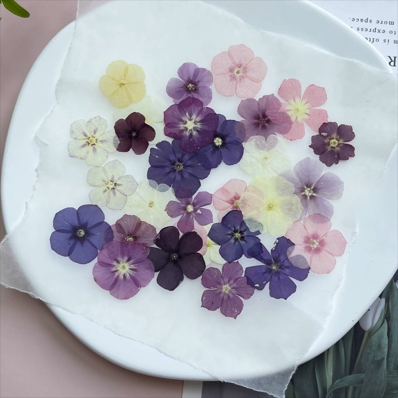 ดอกไม้แห้งอัดแบบกึ่งโปร่งแสง 1 - Dried Flower Pressed บทวิจารณ์และราคา