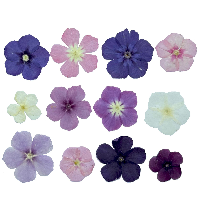 ดอกไม้แห้งอัดแบบกึ่งโปร่งแสง 1 - Dried Flower Pressed บทวิจารณ์และราคา