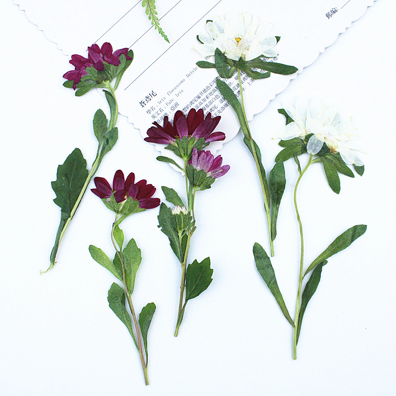 ดอกเบญจมาศแห้งอัดเม็ดขนาดเล็ก  - Dried Flower Pressed บทวิจารณ์และราคา