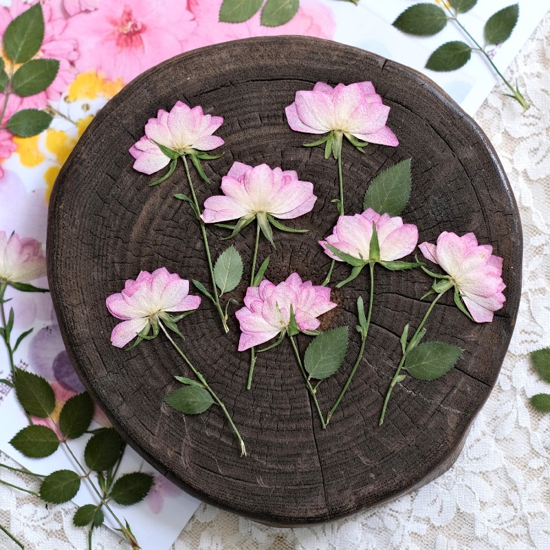 12 ชิ้น, ดอกไม้แห้งอัดแท้สำหรั - Dried Flower Pressed บทวิจารณ์และราคา