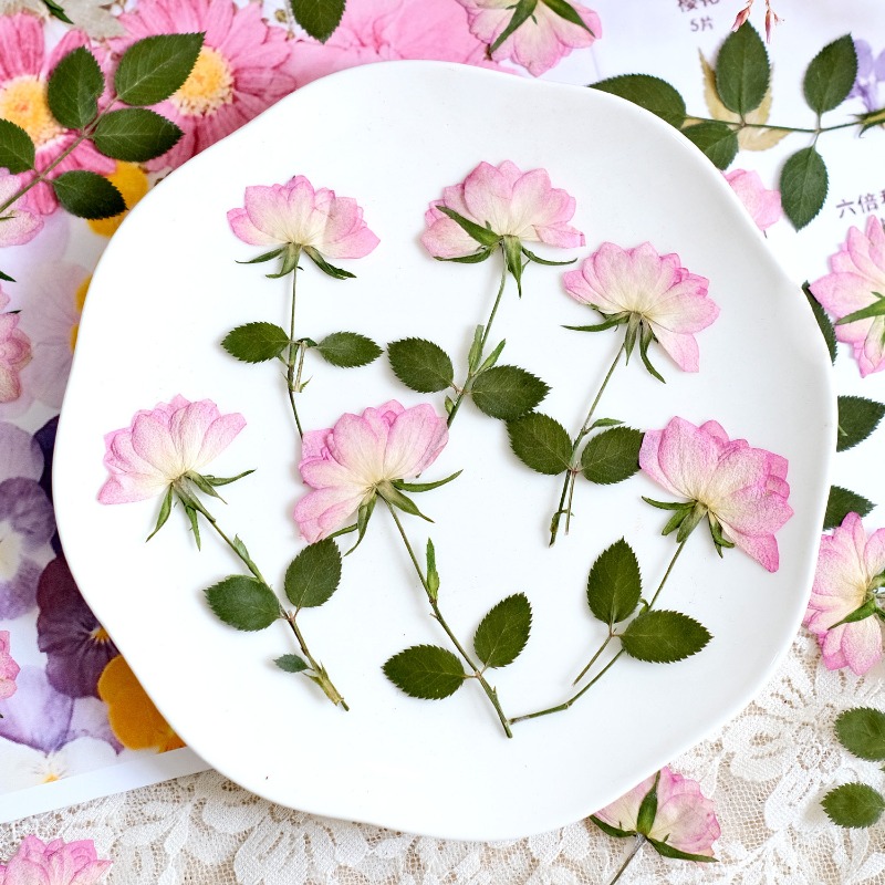 12 ชิ้น, ดอกไม้แห้งอัดแท้สำหรั - Dried Flower Pressed บทวิจารณ์และราคา