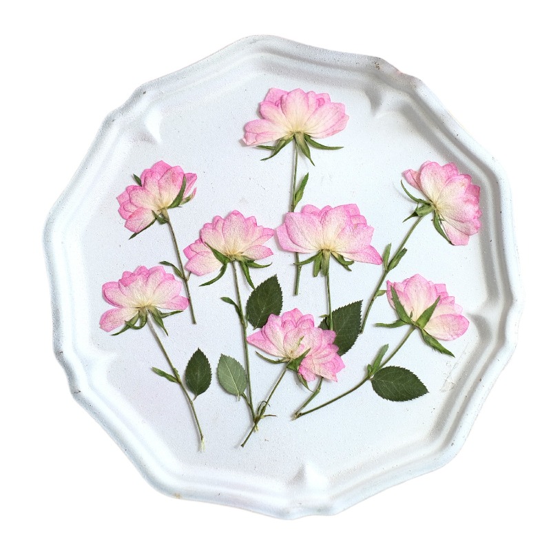 12 ชิ้น, ดอกไม้แห้งอัดแท้สำหรั - Dried Flower Pressed บทวิจารณ์และราคา